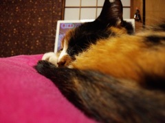 おはニャンコ
