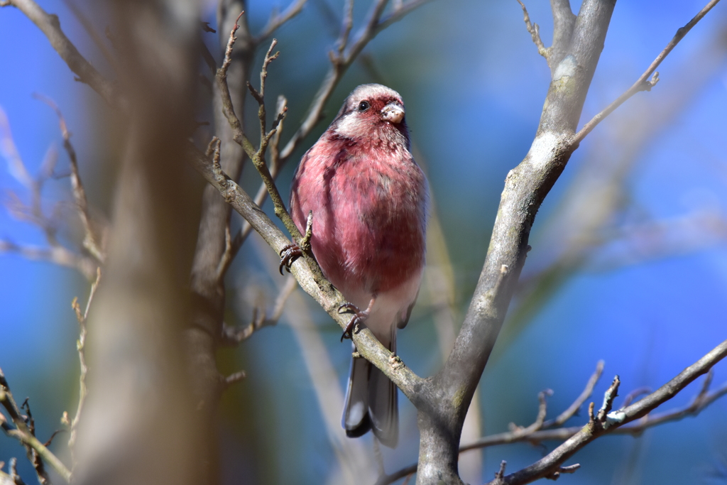 お酒は飲んでないよ