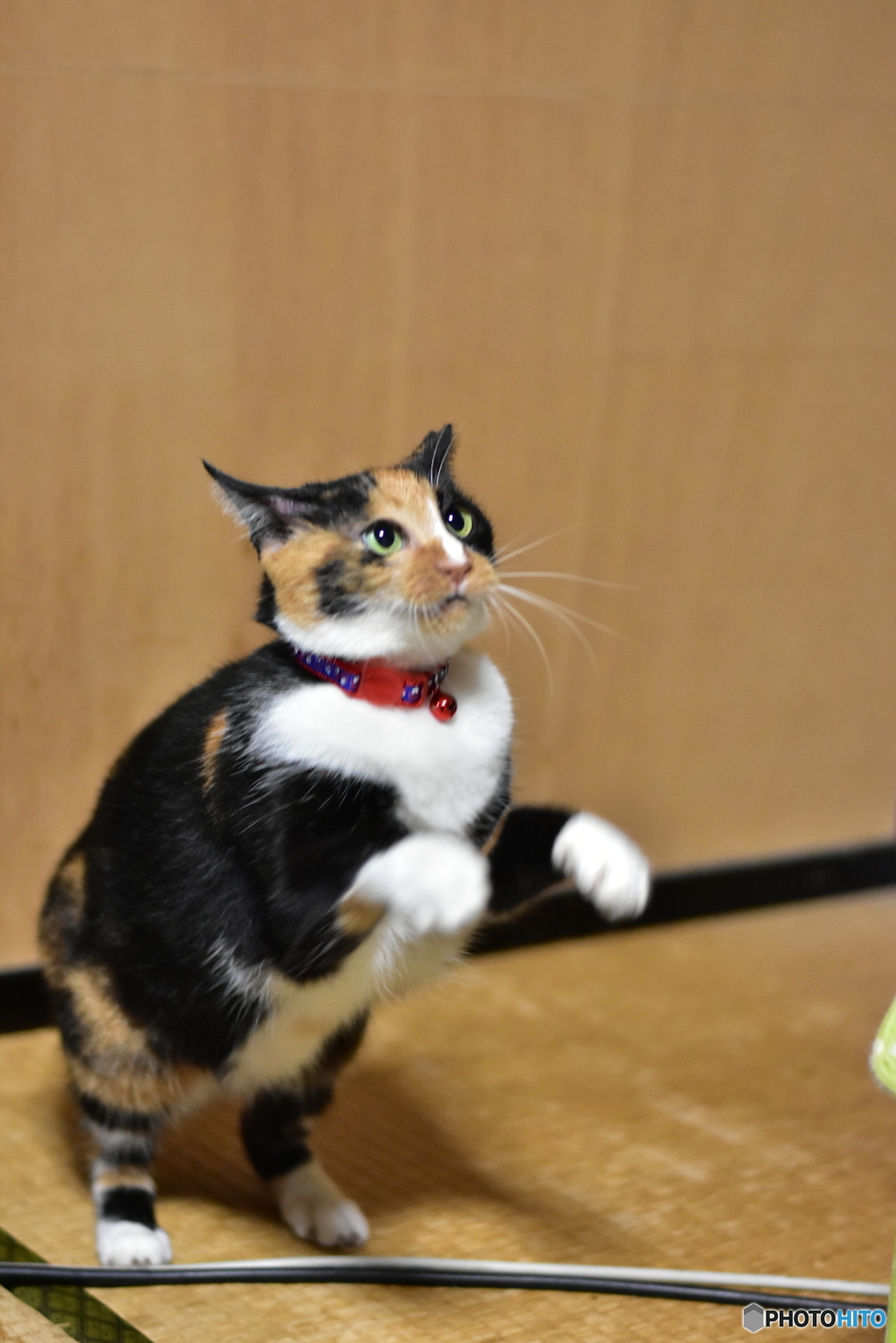 ミーコ活劇 〜弍ノ構え〜