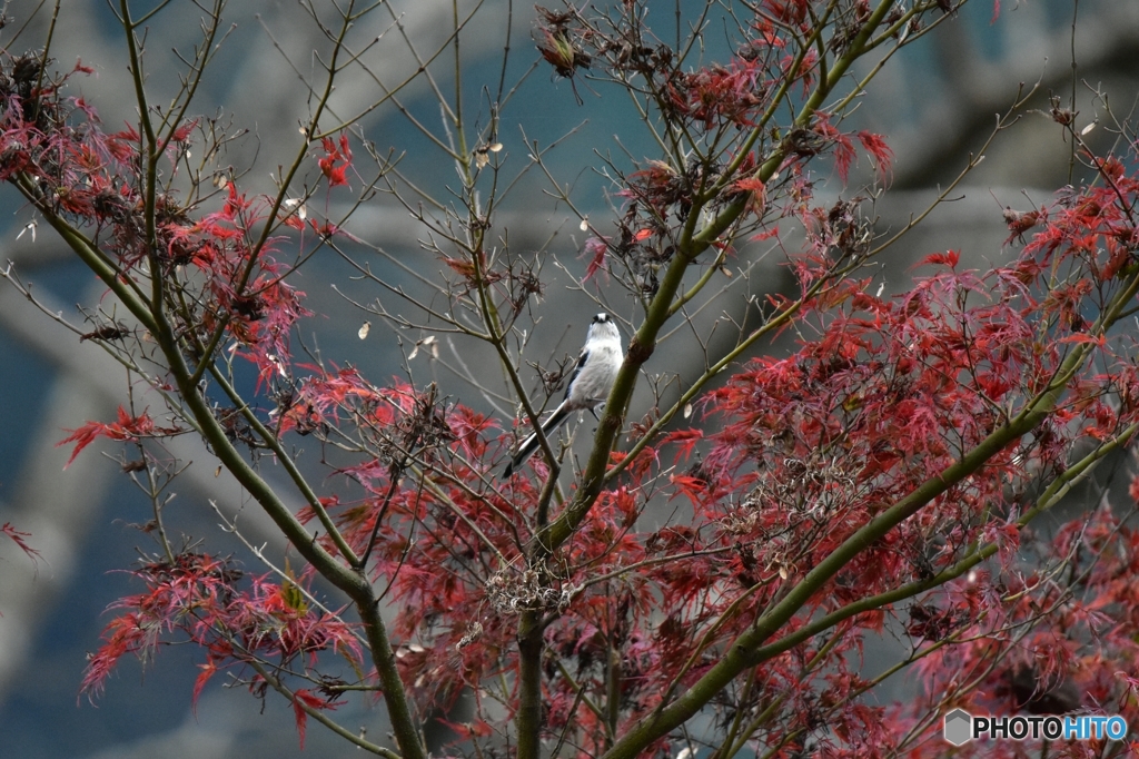 もみじとエナガ