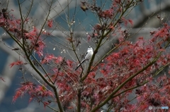 もみじとエナガ