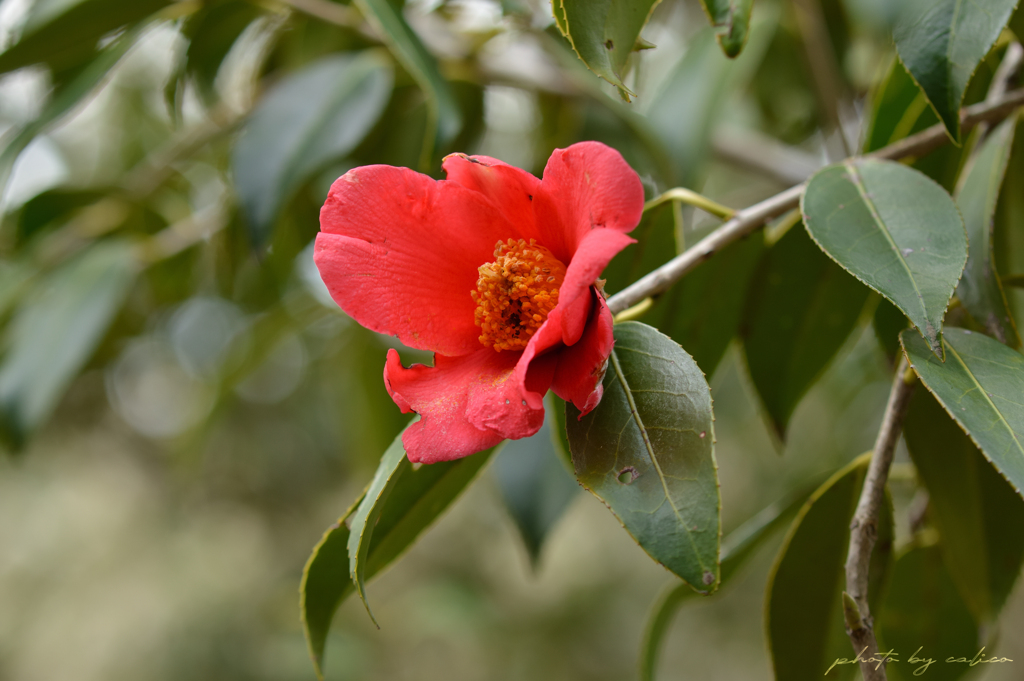浙江紅花油茶