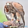 隠しきれない野生