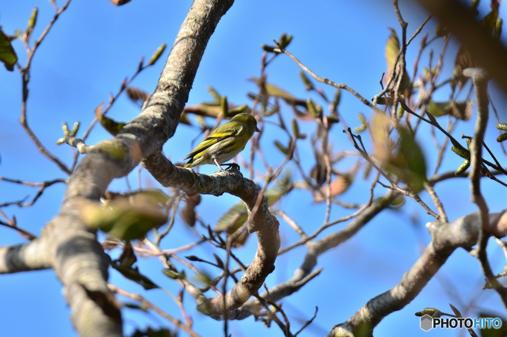 はぐれマヒワ ②
