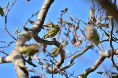 はぐれマヒワ ②