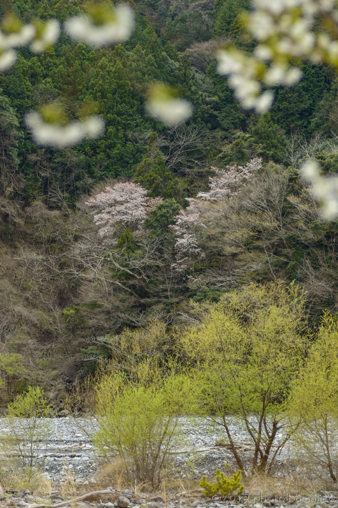大島桜越しの山桜
