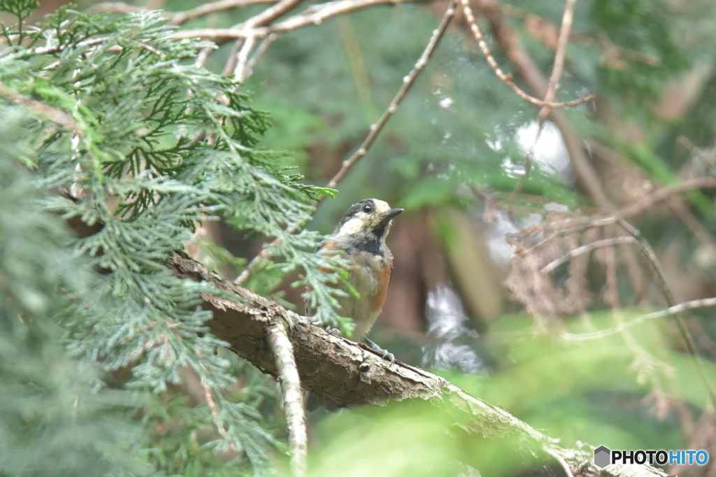 若いヤマガラさん