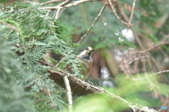 若いヤマガラさん