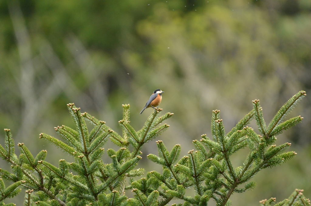 てっぺんが好きなの②