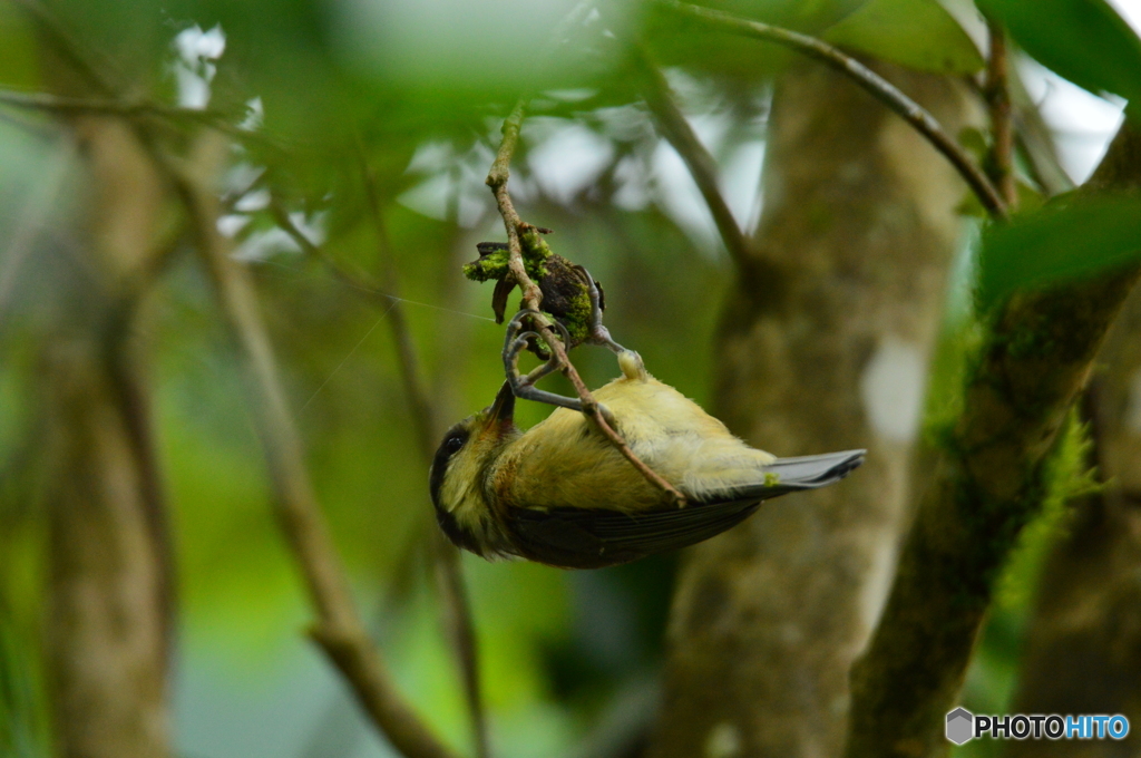  アクロバティック 子ヤマガラ