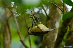  アクロバティック 子ヤマガラ