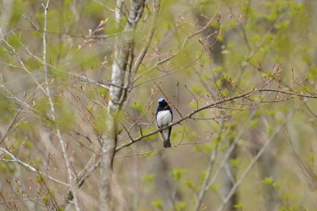 新緑の中に佇むオオルリ