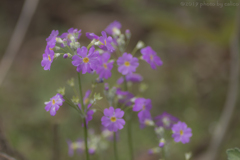 足元の桜