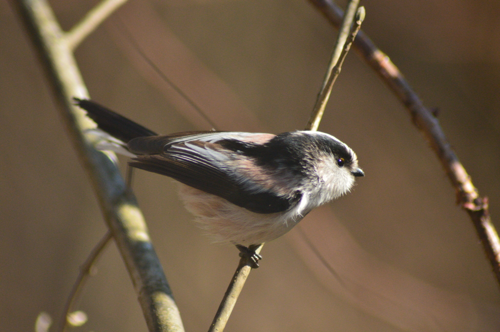 エナガが接近！②