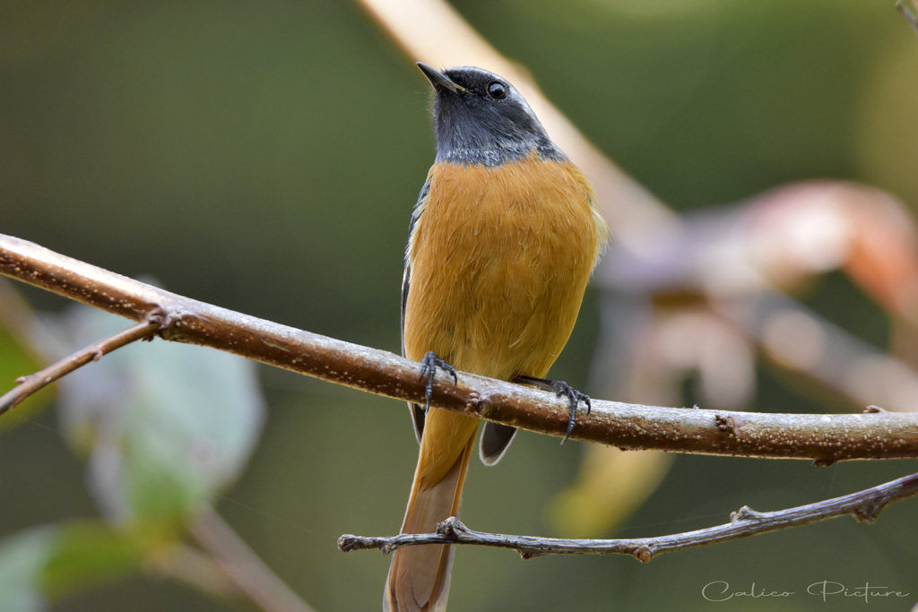 今年もお邪魔します