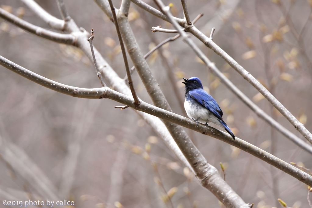 帰って来た故郷