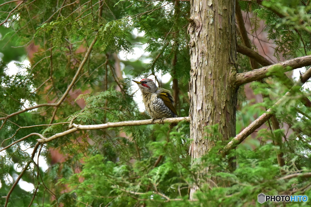 ボサボサ･･･