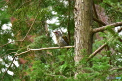 ボサボサ･･･