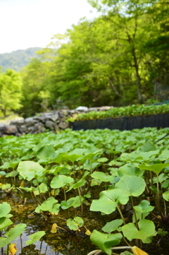 若葉煌めく山葵田から