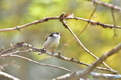 春の香り満ちる森で Ⅰ