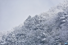 雪化粧