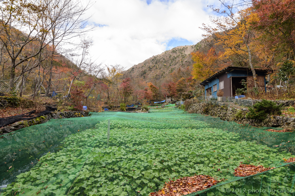 山の錦 Ⅰ