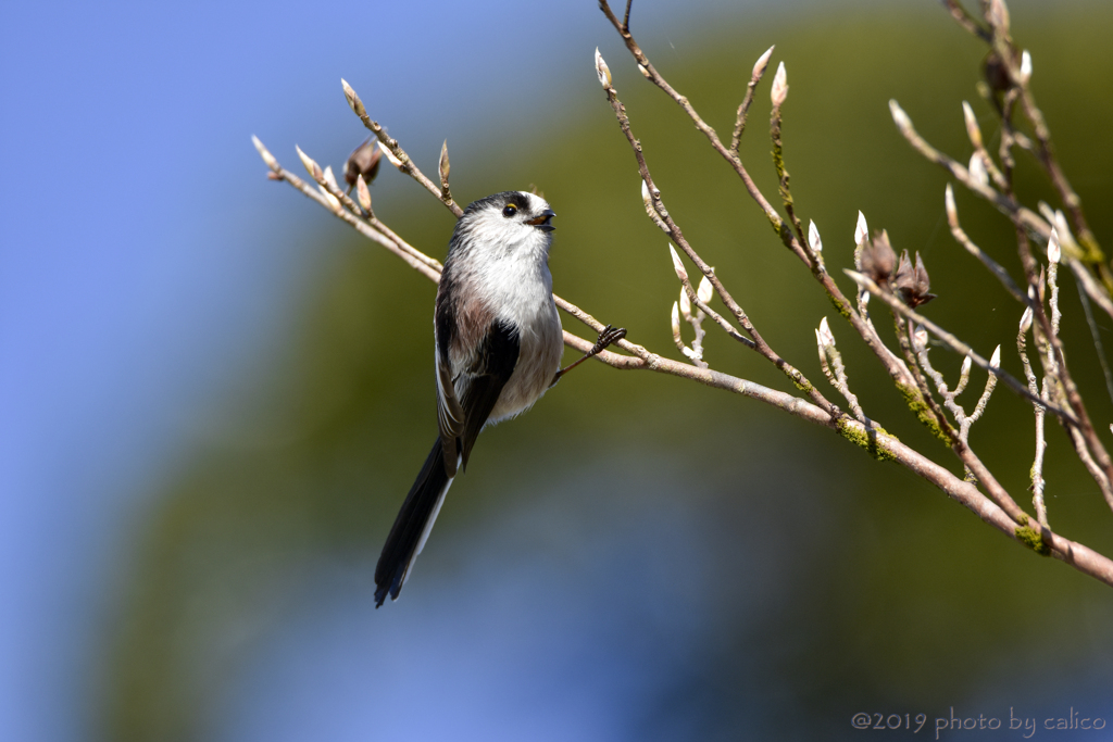 エナガと青い空