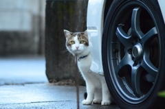 愛車の影に猫現る