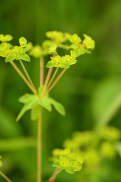 亜高山の草花達 Ⅱ