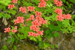 渓流に紅一点