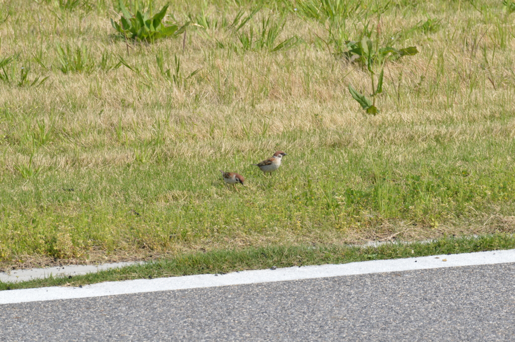 野鳥撮り、忘れていません♪