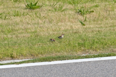 野鳥撮り、忘れていません♪