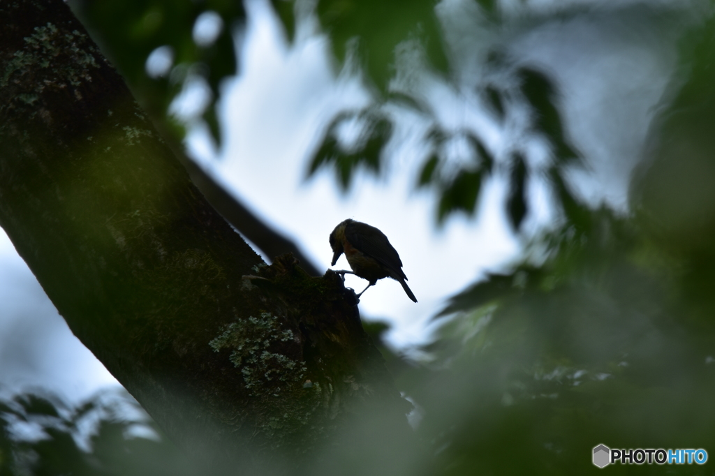 陽気なシルエット