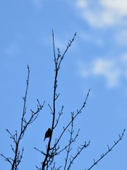 春を待ちわびて