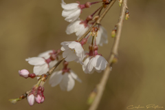 桜色の春 Ⅰ