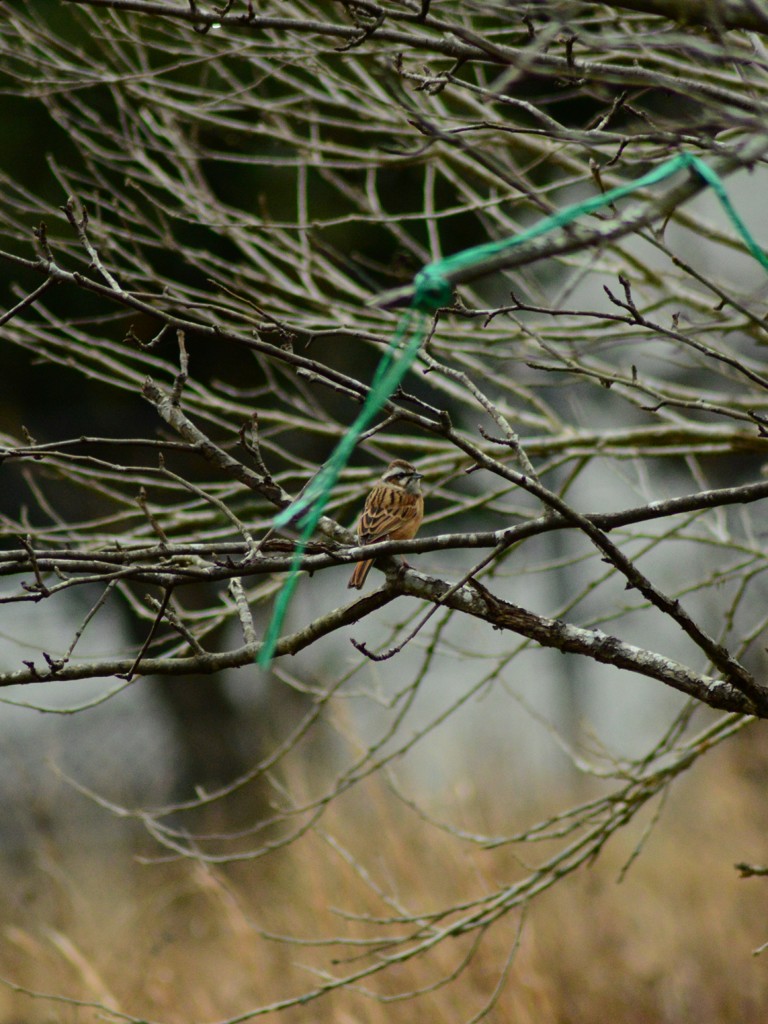 ホオジロ夫婦①