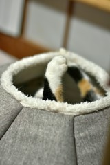 気に入ってるニャ