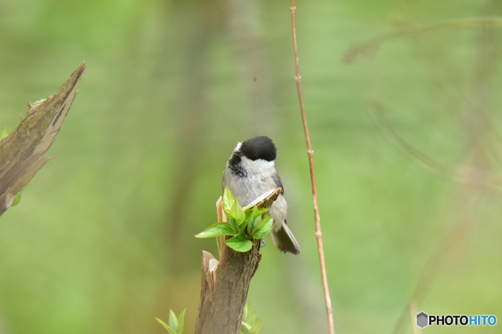 新芽の中の虫を探すコガラ