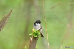 新芽の中の虫を探すコガラ