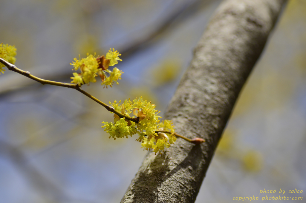 黄金色に輝いて