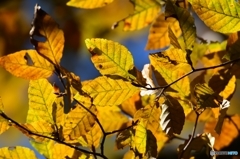 色付き始めたブナ