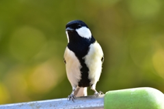 興味深々 興味深々