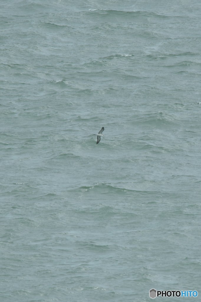 荒波の上を飛ぶ鳥  Ⅰ