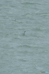 荒波の上を飛ぶ鳥  Ⅰ