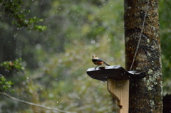  良い種みつけた！