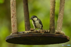 割り方がわからないの…  割り方がわからないの…