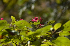  花が終わっても