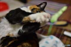 遊ぼうニャ！ ③