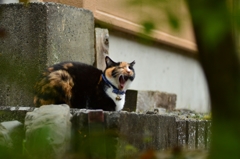 ただいま ミーコ