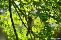 苔のお面 苔のお面